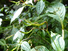 Impatiens cymbifera