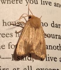 Mythimna oxygala