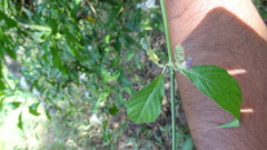 Justicia wynaadensis