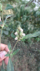 Lepidagathis incurva