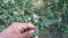 Lepidagathis incurva