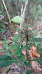 Lepidagathis incurva