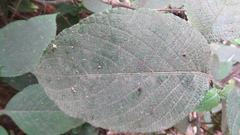 Strobilanthes lupulina