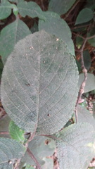 Strobilanthes lupulina