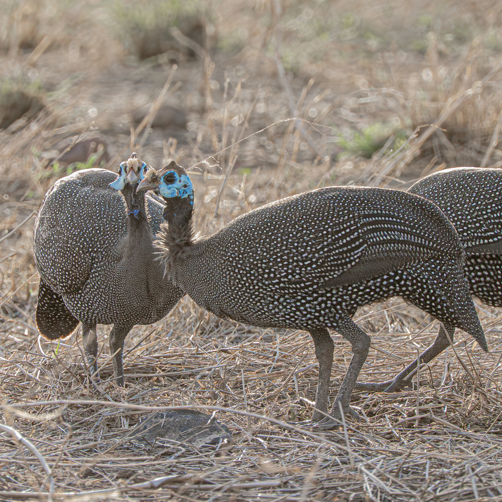 helmeted-guineafowl-from-aledeghi-gabi-rasu-ethiopia-on-july-15