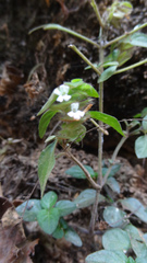 Phaulopsis dorsiflora