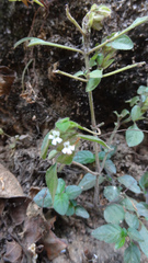 Phaulopsis dorsiflora