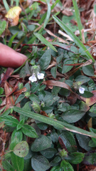 Justicia crenatifolia