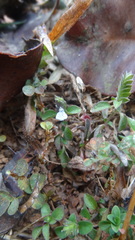 Justicia crenatifolia