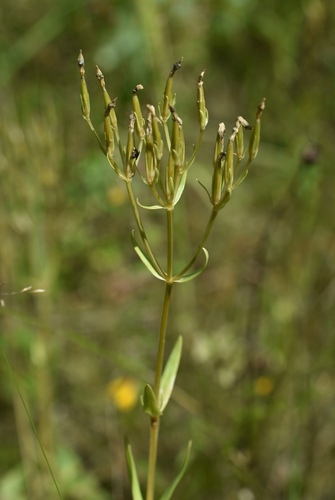 Centaurium erythraea