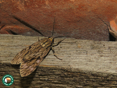 Eucereon pseudarchias