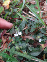 Justicia crenatifolia