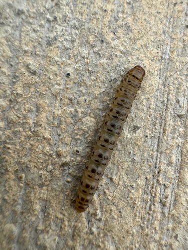 Parsnip Webworm photo 4