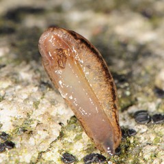 Pallifera fosteri