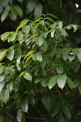 Swietenia macrophylla