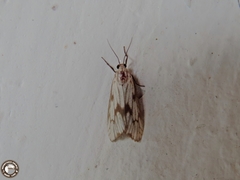 Eucereon xanthoperas