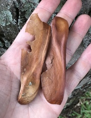 Swietenia macrophylla