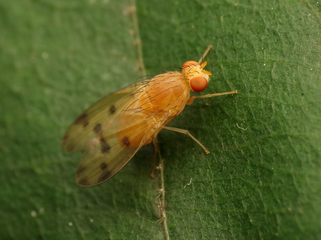 Homoneura philadelphica