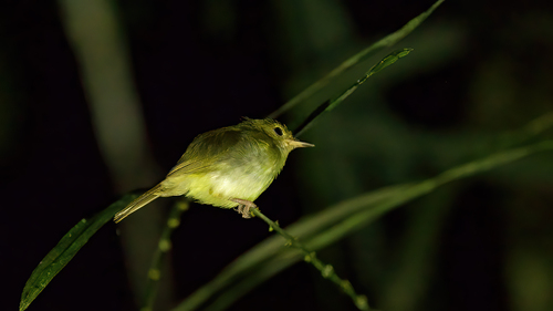Gerygone chrysogaster, 2025-07-21