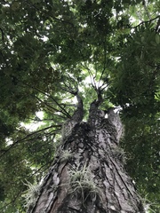 Swietenia macrophylla