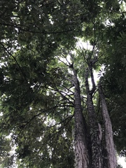 Swietenia macrophylla