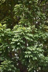 Swietenia macrophylla