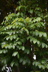 Swietenia macrophylla