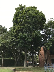 Swietenia macrophylla