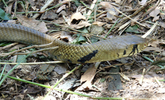 Drymarchon melanurus melanurus