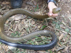 Drymarchon melanurus melanurus