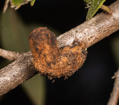 Heteroecus melanoderma