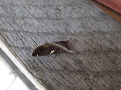 Hemiceras singuloides