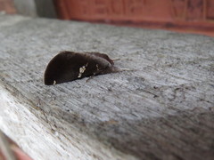 Hemiceras singuloides