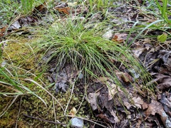 Carex albicans
