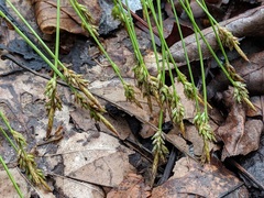 Carex albicans
