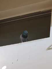 Columba livia domestica