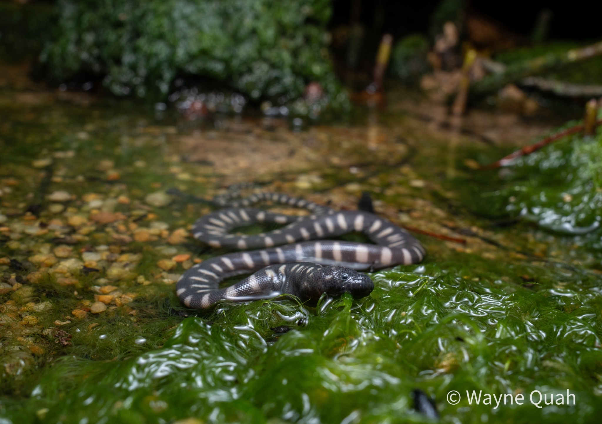 Acrochordus granulatus (Schneider, 1799)