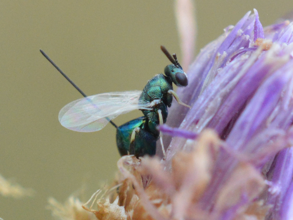 Pseudotorymus sapphyrina