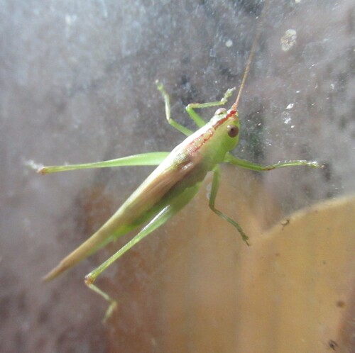 Slender Meadow Katydid photo 3