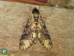 Manduca brasiliensis