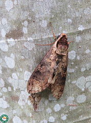 Manduca brasiliensis
