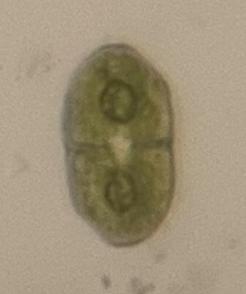 Cosmarium variolatum