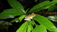 Ptychohyla hypomykter