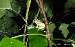 Ptychohyla hypomykter