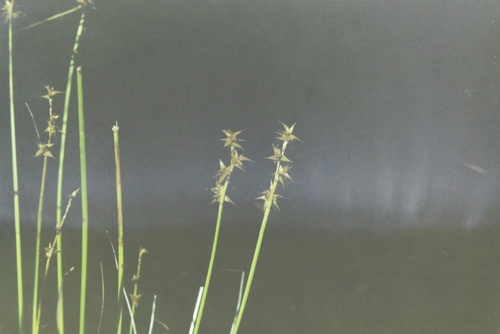 star sedge (Carex echinata)