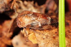 Cyrtolobus pallidifrontis