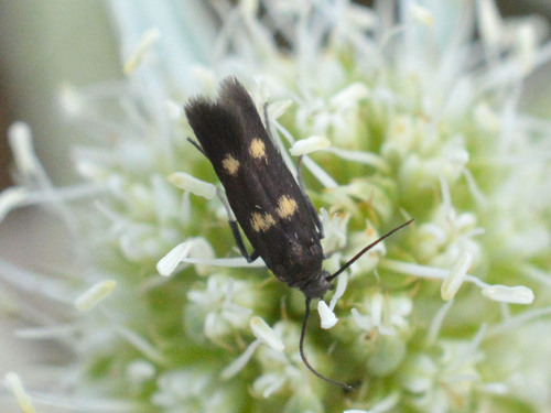 Parascythris muelleri
