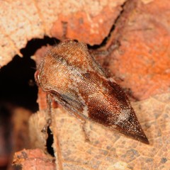 Cyrtolobus pallidifrontis