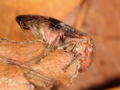 Cyrtolobus pallidifrontis