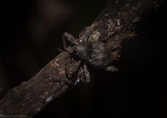 Onidistus araneus